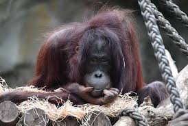 Orangutan Lady Hsiao Ning In Joyous Expectation Zoo Rostock Primaten Zoo Orang Utan