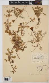 Image result for Geigeria burkei