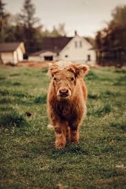 Things that make you go aww! Baby Highland Cow Etsy