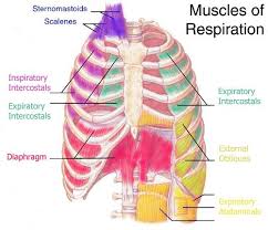 Both the rib cage and the pelvis are important units of body structure; Pin On Posts
