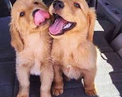 He will be 90% potty trained by the time of adoption. Lovely Golden Retriever Puppies For Adoption Everything Else In Pune 145601710 Clickindia