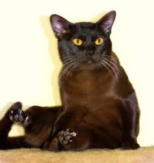 Free to good home and rescue cats available for rehoming adoption drive for animal shelters and rescues in pets online a cats world for cat lovers Burmese Kittens For Sale Registered Burmese Cat Breeders Australia