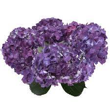 Make their gift even more special by adding a matching mosaic tealight candle. 20 Purple Hydrangea Flowers Beautiful Fresh Cut Flowers Express Delivery Walmart Com Walmart Com