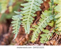 Image result for Polypodiaceae