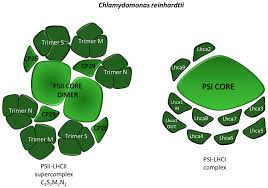 Supramolecular organization of PSII-LHCII and PSI-LHCI supercomplexes...