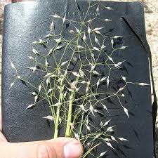 Image result for Cyperus margaritaceus