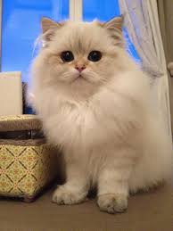 british longhair male black golden shaded point cat chat britishlonghair animal