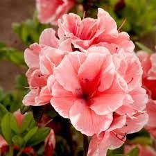 Encore Azalea 3 Gal Autumn Princess Encore Azalea Shrub With Salmon Pink Reblooming Flowers 80363 The Home Depot Reblooming Flowers Azalea Shrub Azaleas Landscaping