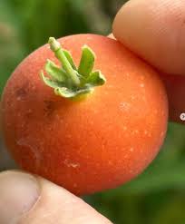 Image result for Dovyalis sp. A