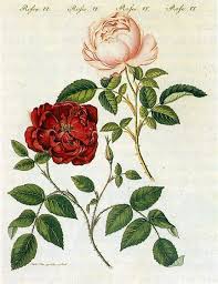 Google Image Result For Http Upload Wikimedia Org Wikipedia Commons B B2 Rosa Chinensis 1795 Jpg Botanical Drawings Botanical Floral Prints Botanical Art