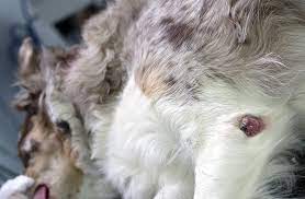 The only true way to tell if an abnormal swelling or growth on your dog is cancerous is to have it surgically removed by your veterinarian. My Pet Has A Lump What Should I Do