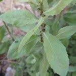 Image result for Pseudoconyza viscosa