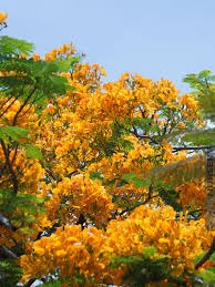 Image result for Caesalpinia