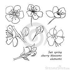 Set Of Spring Cherry Blossom Flowers Hand Drawing Cherry Blossom Art Cherry Blossom Flowers Cherry Flower