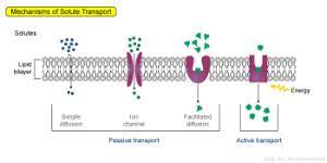 Passive And Active Transport Biol230w Fall09 Confluence