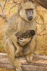 Yellow Baboon Amboseli 02 Jpg By Charlie Robertson Baboon African Animals Animals Wild