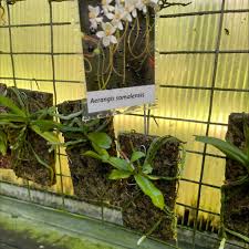 Image result for Aeranthes africana