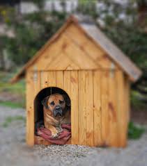 I suggest you use an old area rug or maybe a large section of discarded carpeting. How To Build A Dog House For Your Beloved Pooch By Devin Morrissey The Grey Muzzle Organization