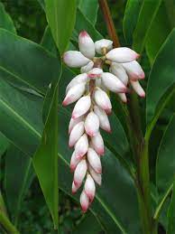 Pin On Beautiful Blooms
