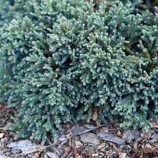 Find the perfect juniper bush stock photo. Blue Star Juniper Care And Growing Guide