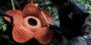 We have now placed twitpic in an archived state. The World S Largest Flower Absolutely Reeks