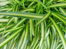 Image result for Anthericaceae