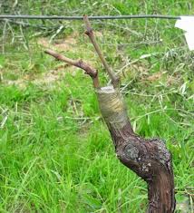 Image result for graft grape vines