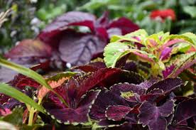 Image result for Coleus cylindraceus
