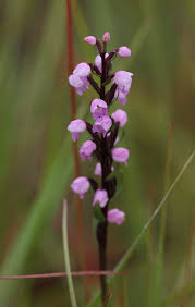 Image result for Brachycorythis buchananii