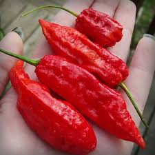 Our ghost peppers are all natural, no eto, and non irradiated. Ghost Pepper Bhut Jolokia Cayenne Diane