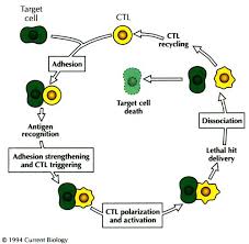Create your own flashcards or choose from millions created by other students. Cytotoxic Lymphocytes Two Ways To Kill Target Cells Current Biology