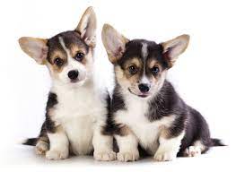 These pups are absolutely adorable, and will make the. Austin Tx Pembroke Welsh Corgi Puppies For Sale Uptown