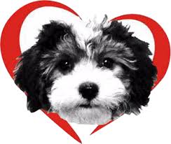 Akc health guarantee, vet checked havanese puppies for sale in ohio, raised with love to be a great family pet. Puppy Mill Education Royal Flush Havanese
