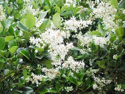 Flat rate shipping in europe from € 40/order. Privet The Good The Bad And The Beautiful The Tree Center