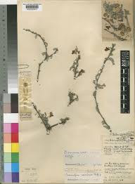 Image result for Ormocarpum zambesianum