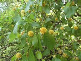 Image result for Mitragyna stipulosa