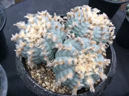 Pin By Shirley Kvistgaard On Lophophora Cactus Plants Vegetables