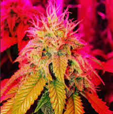 The 53 Best Weed Strains Honest Marijuana