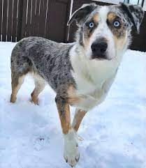 And don't forget the severe embarrassment the dog will feel at having been made to look like. Short Haired Australian Shepherd Everything You Need To Know