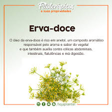 serie fitoterapicos e suas propriedades as propriedades curativas da erva doce pimpinella anisum sao encontradas fitoterapia ervas medicinais erva doce