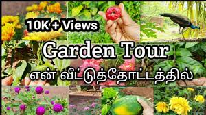Hello guys , today i am going to show you how to easily make bonsai tr. Garden Tour In Tamil Veettuthottam Plants In My Home Golden House In Tamil Youtube