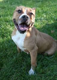 Black And White American Bulldog Pitbull Mix Pin On Pits