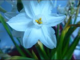 Turquoise Narcissus Narcissus Tattoo Flower Tattoo Narcissus