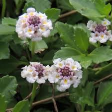 Image result for Lippia oatesii