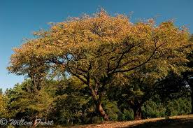 Image result for Pterocarpus megalocarpus