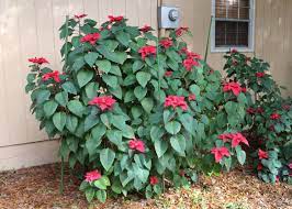 Caring For Poinsettias After The Holidays Hernando Sun