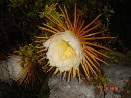Saguaro blooms open at night and last through the next midday. Photo Of Night Blooming Cereus Flowers In Bermuda