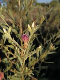 Image result for Pechuel-Loeschea