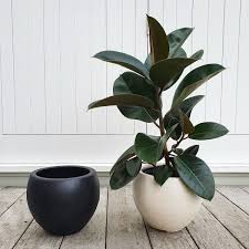 It's also really easy to rubber plants prefer bright, indirect light that isn't too hot. Rubber Tree In Black Or White Pot Ficus Robusta Plantandpot Nz