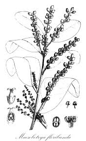 Image result for Maesobotrya floribunda
